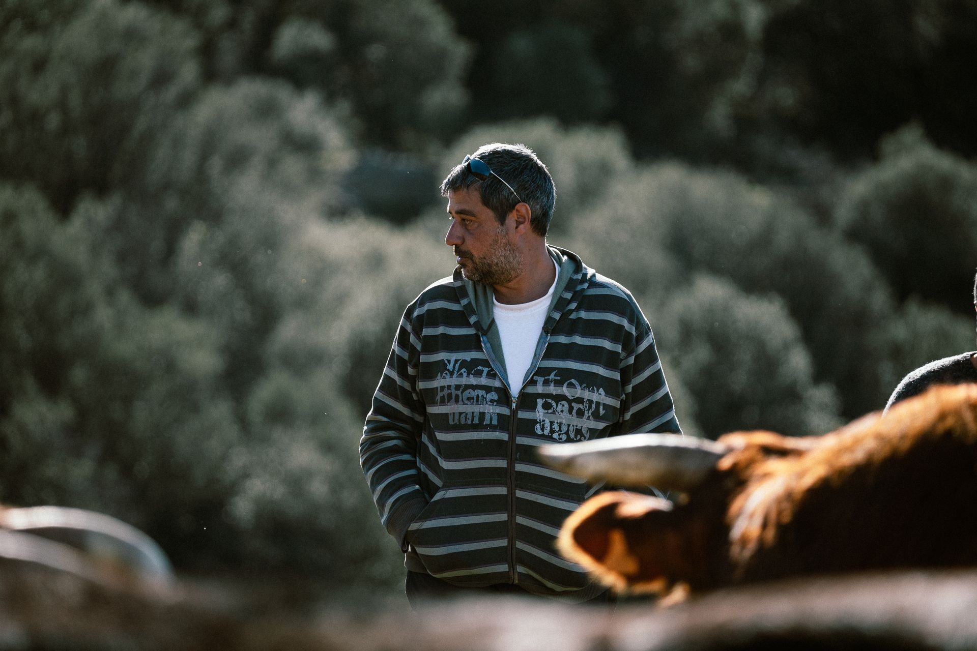 Revacuno: la historia de Jaime Sorolla y las vacas vetustas de Portell de Morella